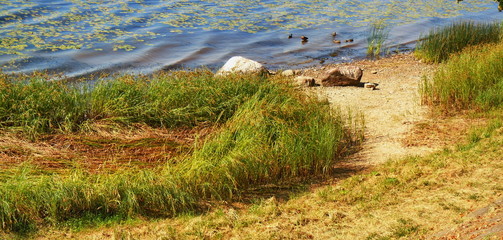 Panoramic view of grassy riverside