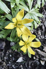 Obraz premium Yellow flowers sprinkled during spring in Poland.