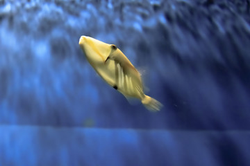 Little fish swim in the water.