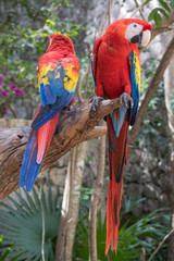 Tropical bird close-up - Scarlet macaw (Ara macao). Cancun, Mexico.