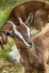 junger Ziegenbock