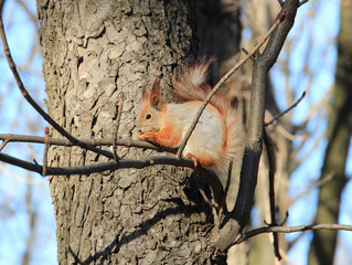 squirrel eats a nut