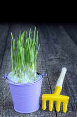 Green sprouts in a little bucket and a rake to take care of them, on the old gray boards. Selective...