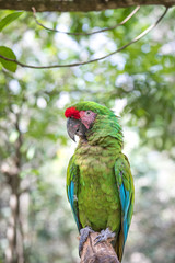 Tropical bird close-up - Military macaw (Ara militaris). Cancun, Mexico.