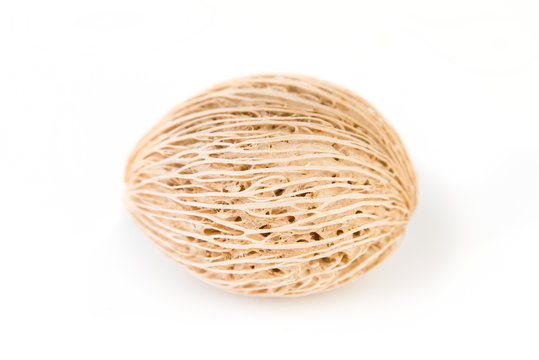 Samen des Zerberusbaumes