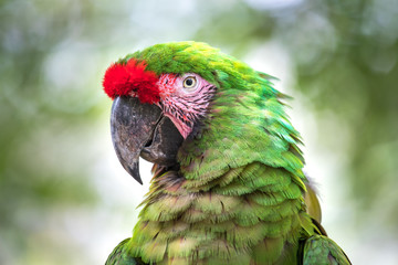 Tropical bird close-up - Military macaw (Ara militaris). Cancun, Mexico.