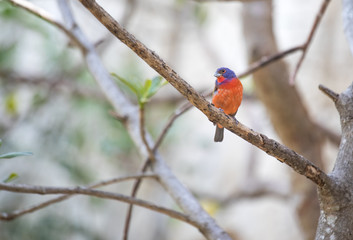 Tropical bird close-up - Painted Bunting (Passerina ciris). Cancun, Mexico.