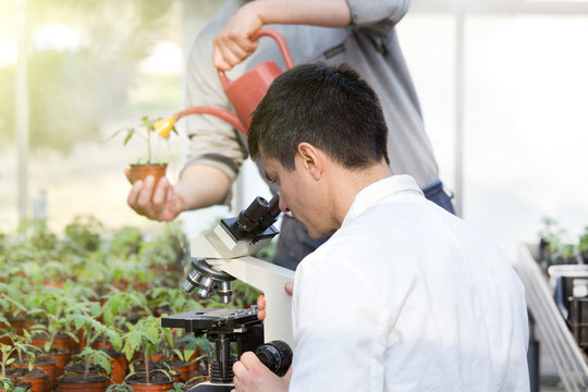 Scientist with microscope in green house