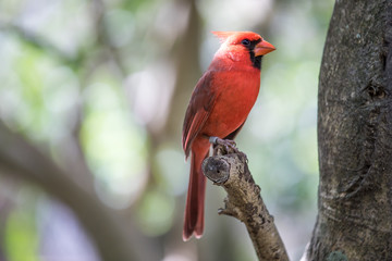 Tropical bird close-up - Northern Cardinal (Cardinalis cardinalis). Cancun, Mexico.