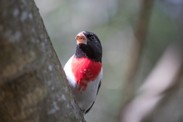 Tropical bird close-up - Rose-breasted Grosbeak (Pheucticus ludovicianus). Cancun, Mexico.