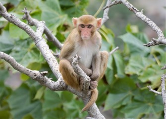Naklejka na ściany i meble Rhesus macaques are native to The caucus mountains / Europe, Bangladesh, Pakistan, Nepal, Burma, Thailand, Afghanistan, Vietnam, southern China, and some neighboring areas. They have the widest geogra