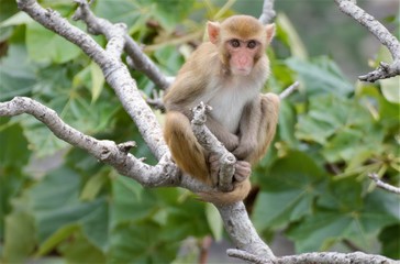 Rhesus macaques are native to The caucus mountains / Europe, Bangladesh, Pakistan, Nepal, Burma, Thailand, Afghanistan, Vietnam, southern China, and some neighboring areas.