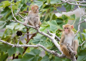 The rhesus macaque (Macaca mulatta) is one of the best-known species of Old World monkeys. It is listed as Least Concern in the IUCN Red List of Threatened Species in view of its wide distribution, pr