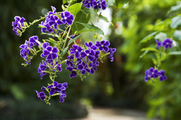 Purple Flower [Golden Dew Drop]