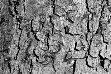 Black and white color tree bark texture.