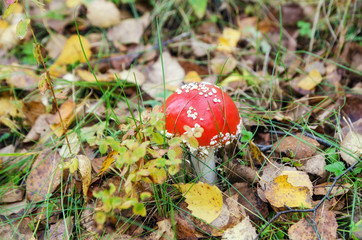 Mushrooms fly agaric growing on the grass