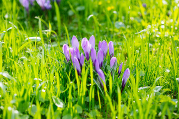 Group of Purple crocus (crocus sativus) with selective/soft focus and diffused background in spring,