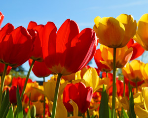 Tulpen rot und gelb