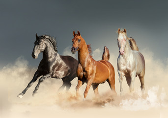 three horses runs free in desert