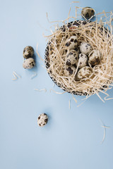 Obraz premium Easter quail eggs in the nest on the light blue background, flat lay