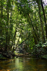 Fototapeta na wymiar Fallen trees over a creek in temperate rainforest in the Royal National Park, Sydney, Australia.