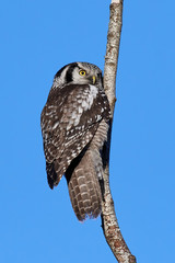 Northern hawk-owl (Surnia ulula)