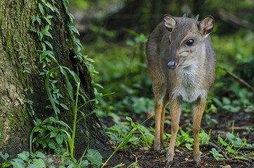 Bue duiker (Philantomba monticola). Swaziland