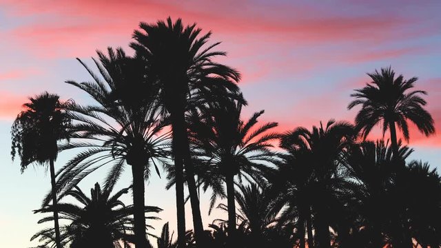 Palm trees silhouette at sunset in Majorca