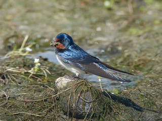 Barn Swallow (Hirundo rustica)