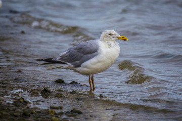 Gull