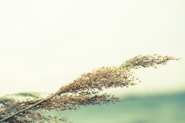 Źdźbło trawy na tle nieba © Lukasz