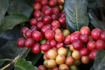 close-up fresh raw coffee on tree