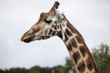 Profile Giraffe Head