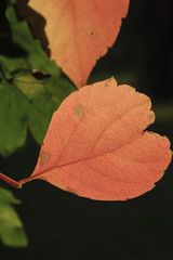 Monza (Italy):  the park at fall