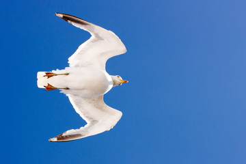 seagull from below