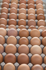 Ovos de galinha caipira