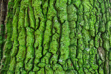 tree bark texture