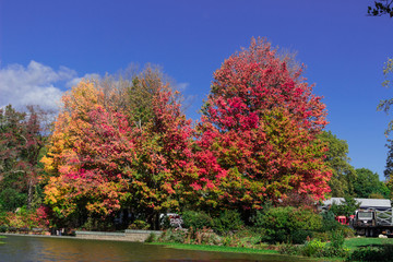 Autumn tree