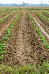 Fototapeta na wymiar Furrows row pattern in a plowed field prepared for planting crops in spring.