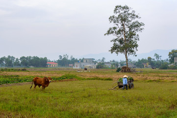 A farmer's cart next to a tree in a rice field