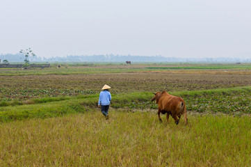 Woman going across the fields with his cow