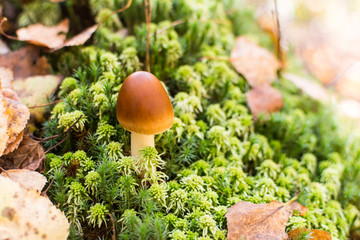 Nice looking but poisonous mushroom (coprinus micaceus) on green moss in the forest