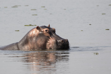 The head of the hippopotamus of the lake of Albert that lean out of the water on a sunny day