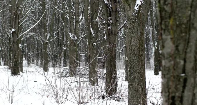 Pov Side View of Walking by Snow-Covered Parck Forest Walkway. Gimbal Stabilized