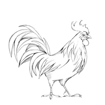 Rooster. Black and ink white sketch. Line illustration