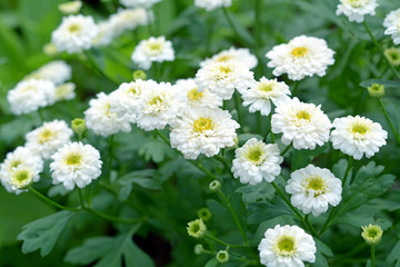 white mum flower