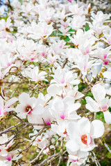 Blooming white and pink magnolia in park. Floral background.