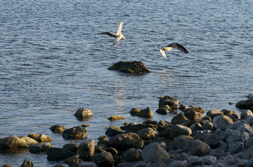 Gulls near the sea shore