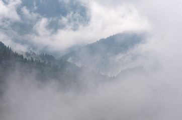 Autumn landscape with fog in a mountain forest