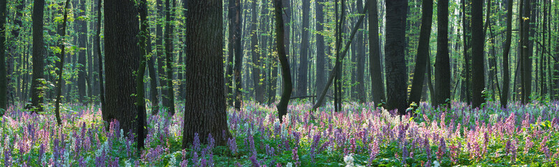 Forest landscape with spring flowers
